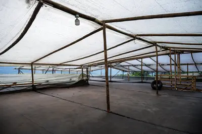 Roofs here are used for drying