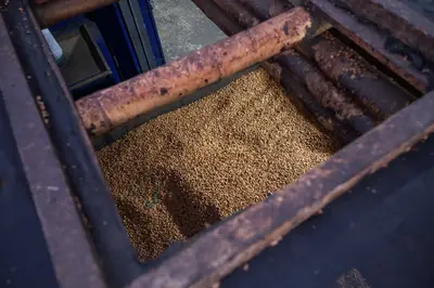 After shade drying, beans are swept downstairs to the next step