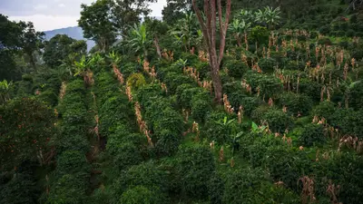 Purple caturra trees