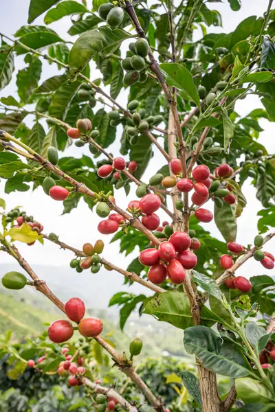 Gesha cultivar from Panama
