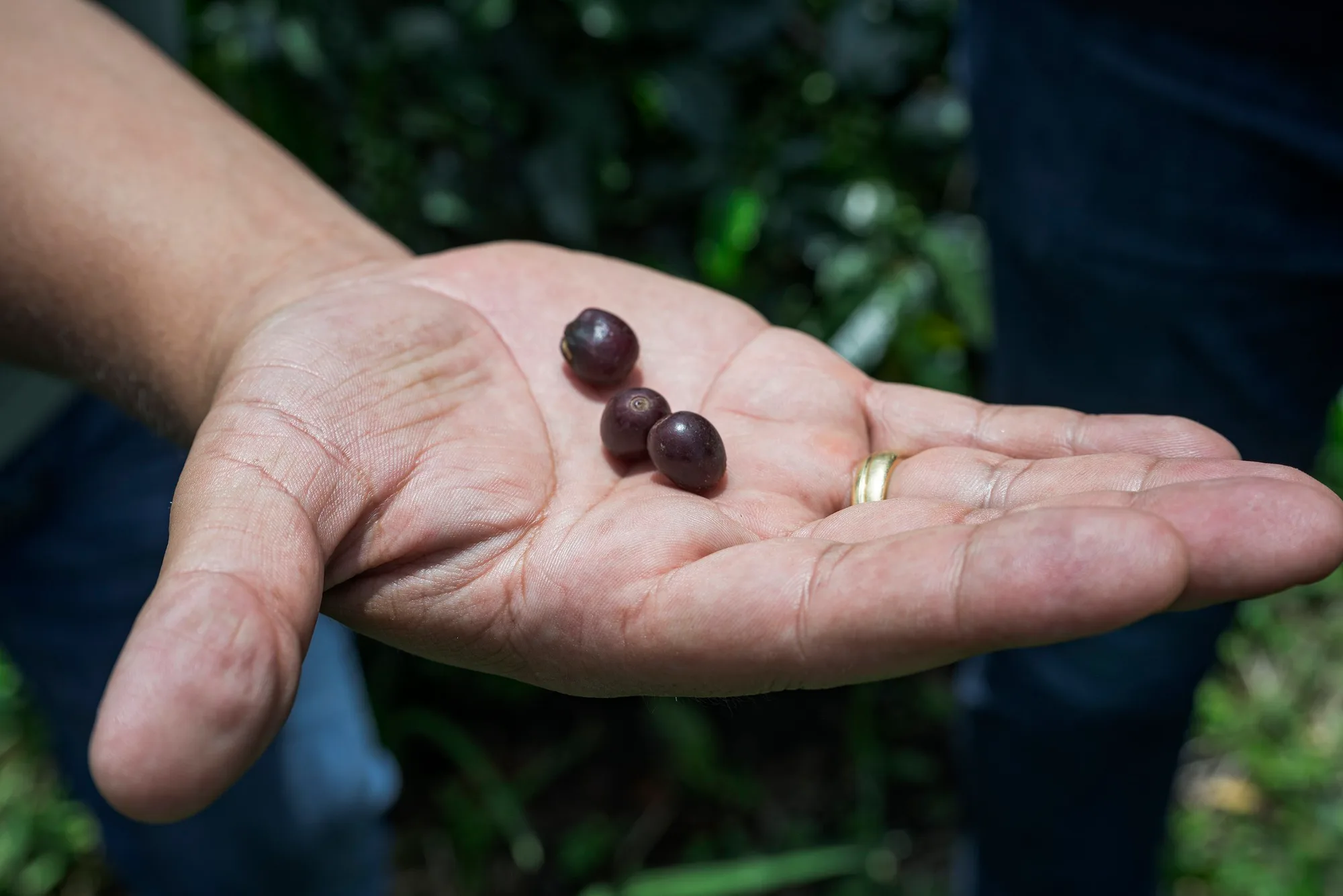 So why's it called purple caturra? Ah….
