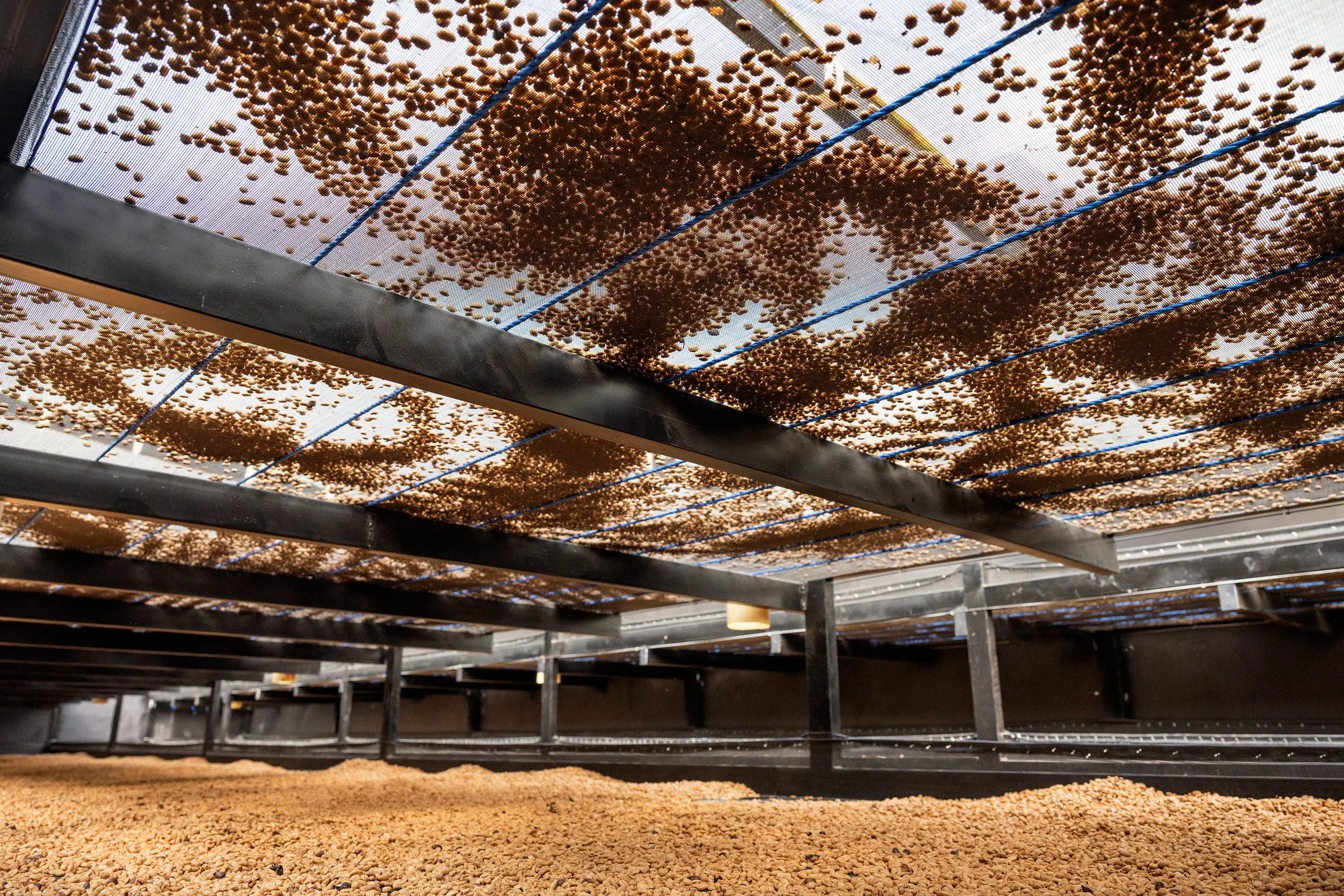 Raised African drying beds