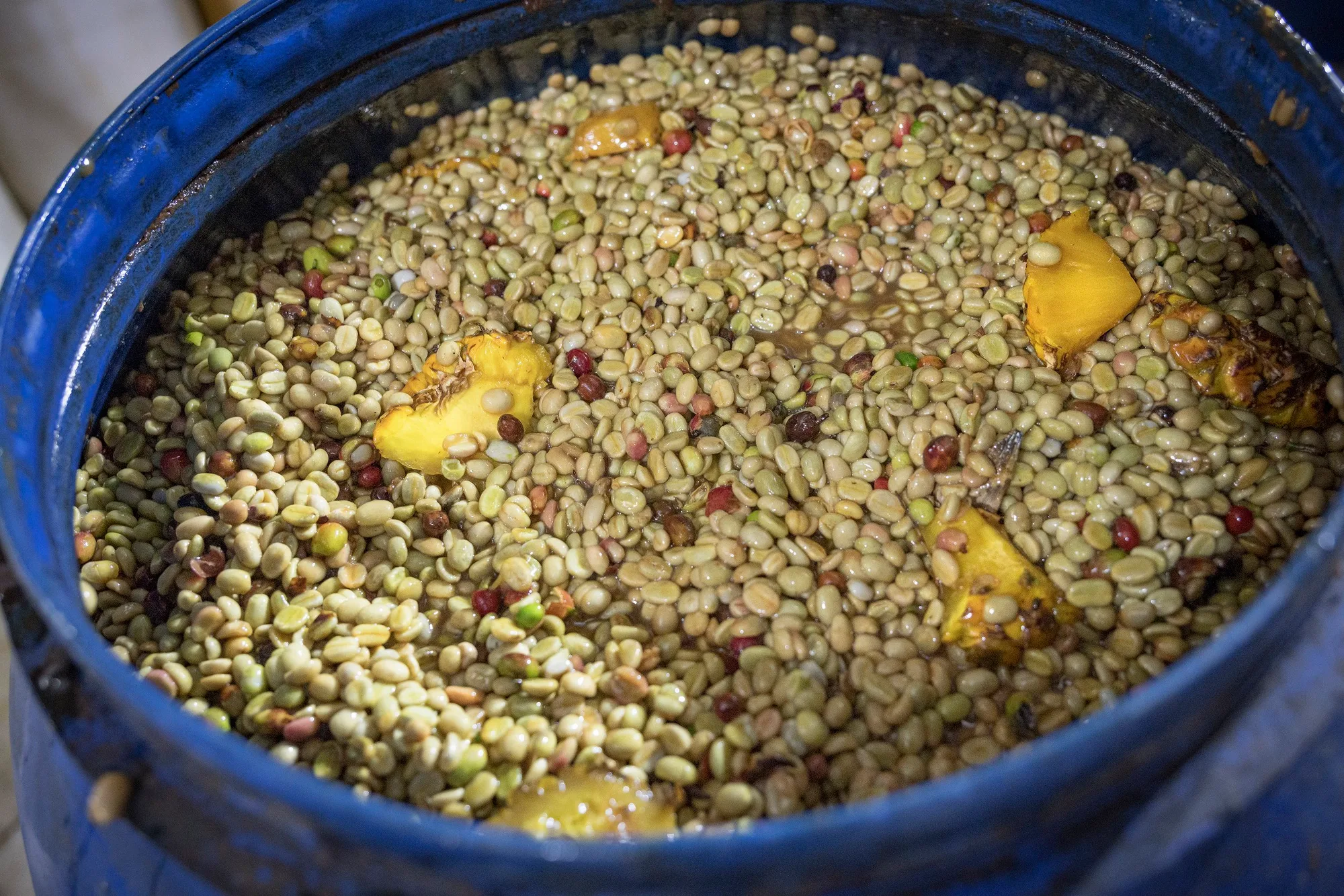 How coferments look starting out