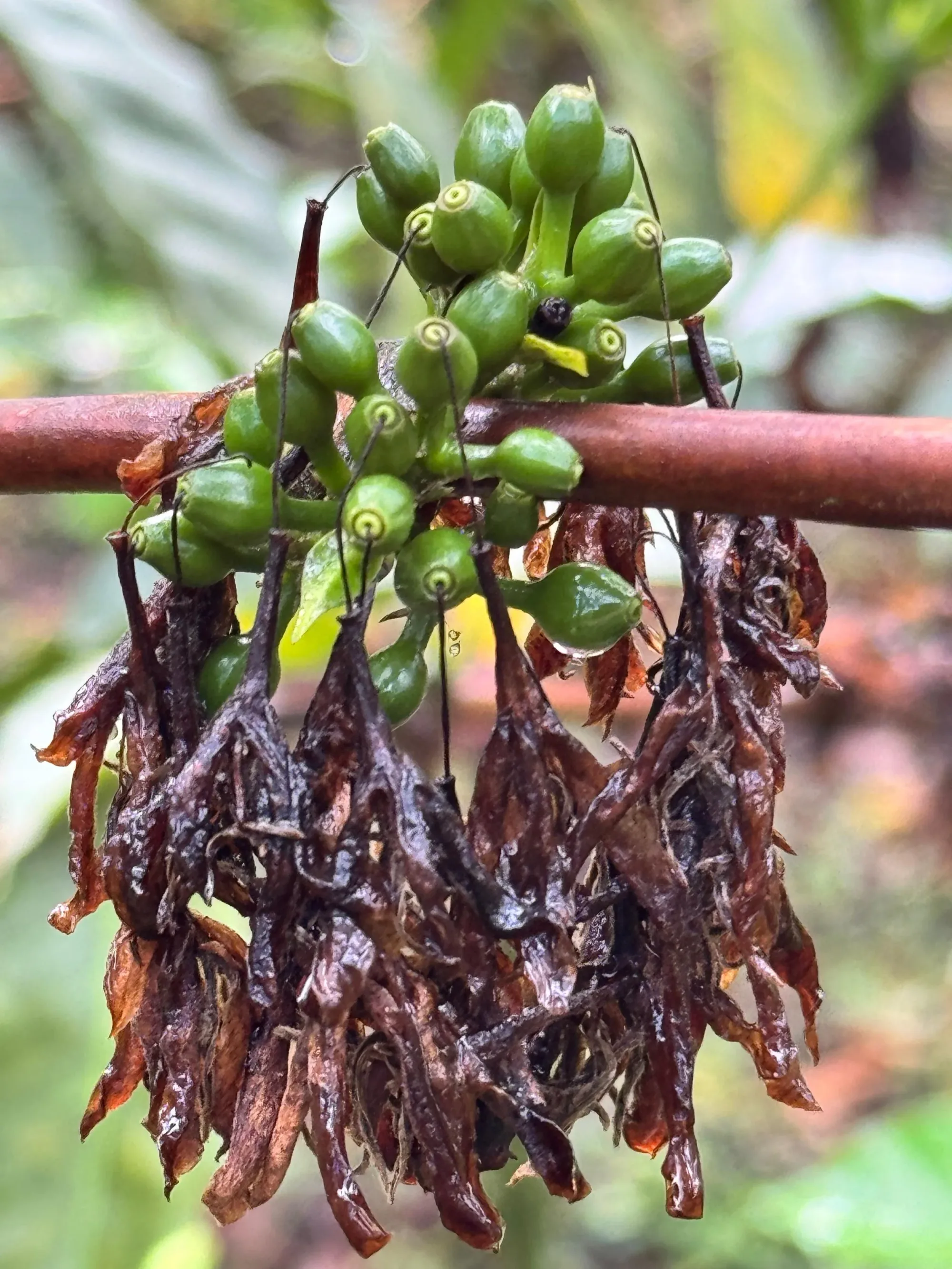 Rare imagery - New coffee cherry growth on top of a drought-starved plant